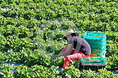 Strawberry farm Editorial Stock Photo