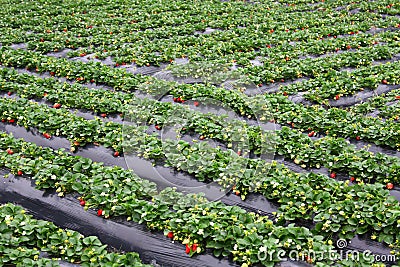 Strawberry field Stock Photo