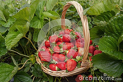 Strawberry field, basket fresh strawberries Stock Photo