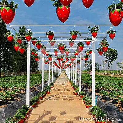 Strawberry field in buriram thailand. Perspective. Editorial Stock Photo