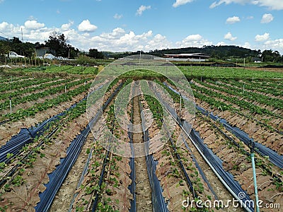 Strawberry field productin scenery, Northern Thaialnd Stock Photo