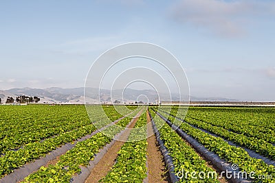 Strawberry Field in Salinas Valley, California Stock Photo