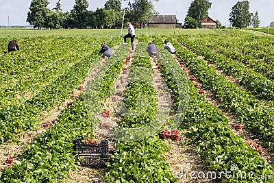 Strawberry fields in Lithuania Editorial Stock Photo