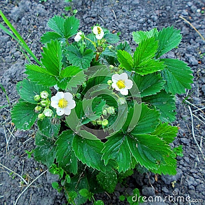 Strawberry flowers, Close-Up Stock Photo