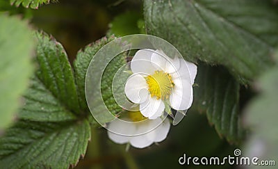 Strawberry flowers Stock Photo