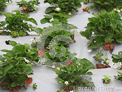 Strawberry form in Lambasingi Stock Photo