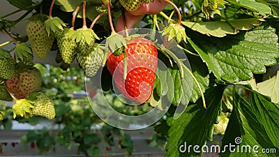 Strawberry fruit bright red and fresh grow hanging in a closed garden Stock Photo