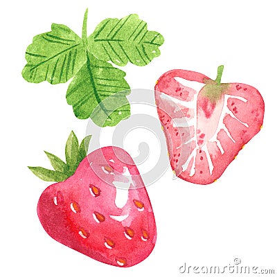 Strawberry fruit clipart set. Hand drawn watercolor illustration Cartoon Illustration