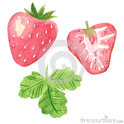 Strawberry fruit clipart set. Hand drawn watercolor illustration Cartoon Illustration