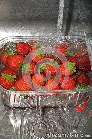 Strawberry fruit Copenhagen Denmark Editorial Stock Photo