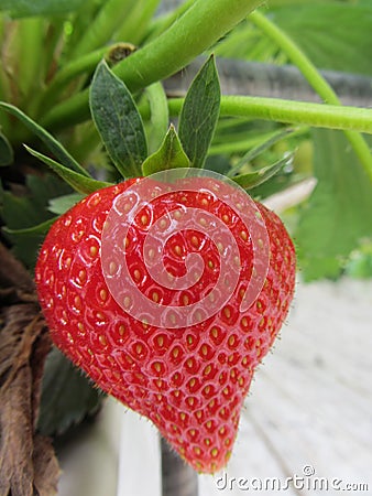 Strawberry fruits on the branch Stock Photo