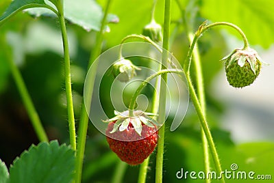 Strawberry fruits matures on the plant Stock Photo