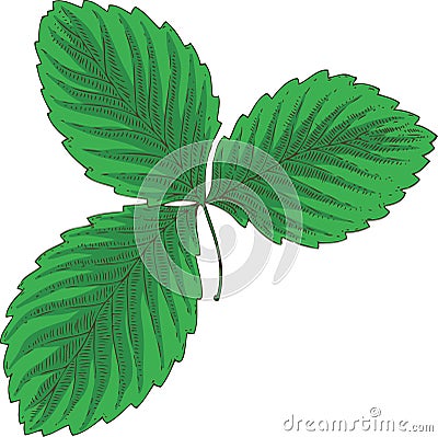 Strawberry Green Leaves Vector Illustration