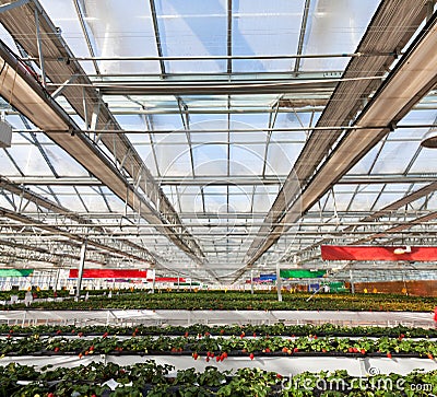 Strawberry greenhouse Stock Photo