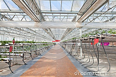 Strawberry greenhouse Stock Photo