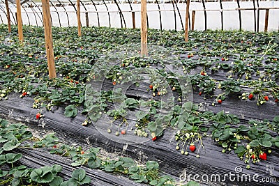 Strawberry greenhouses Stock Photo