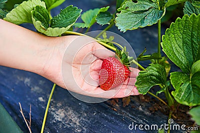 Strawberry growers engineer working in the field with harvest, woman holding berries Stock Photo