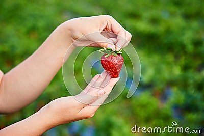 Strawberry growers engineer working in the field with harvest, woman holding berries Stock Photo