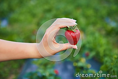 Strawberry growers engineer working in the field with harvest, woman holding berries Stock Photo