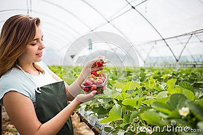 Strawberry growers with harvest,Agricultural engineer working in Stock Photo