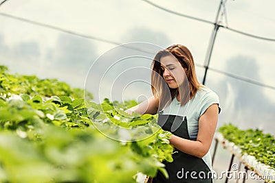 Strawberry growers with harvest,Agricultural engineer working in Stock Photo