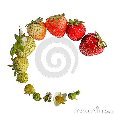 Strawberry growth isolated on white, strawberry life cycle, plant growth stages Stock Photo