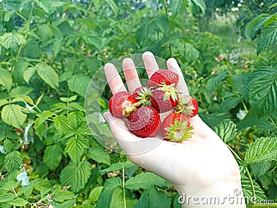 Strawberry in hand. Harvesting time in countryside. Farming. Female hand Stock Photo