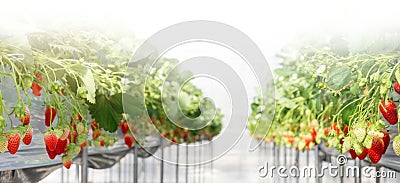 Strawberry hanging farm full of ripe strawberries, view from under the hanging containers Stock Photo