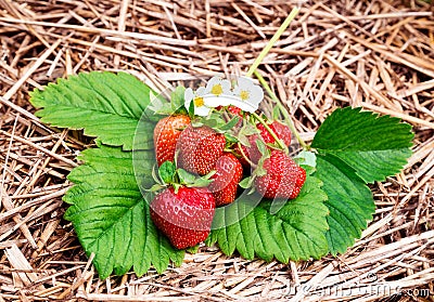 Strawberry harvest Stock Photo