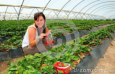 Strawberry Harvest Stock Photo