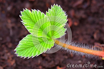 Strawberry leaf Stock Photo