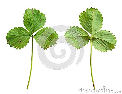 Strawberry leaf with the fungal disease, leaf blight, Phomopsis obscurans Stock Photo