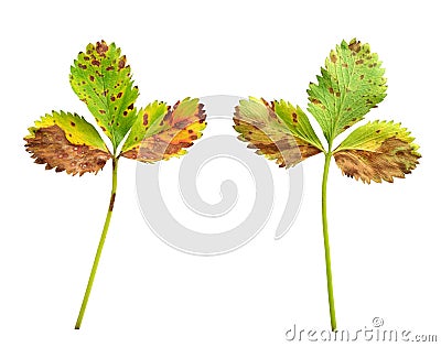 Strawberry leaf with the fungal disease, leaf scor Stock Photo