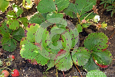 Plant diseases - strawberry leaf scorch Stock Photo