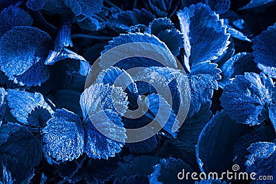 Strawberry leaves in hoarfrost, blue fantasy background, late autumn, the beginning of winter Stock Photo