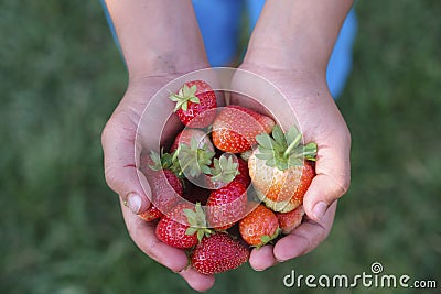 Fertilizer-free, drug-free and all-natural garden strawberry Stock Photo