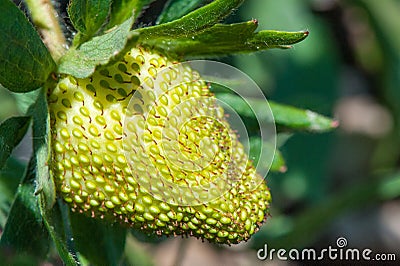 Strawberry Stock Photo