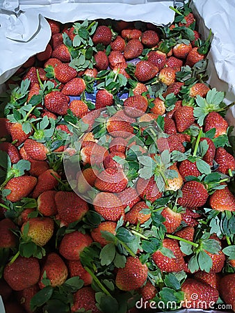 Strawberry organik segar Stock Photo