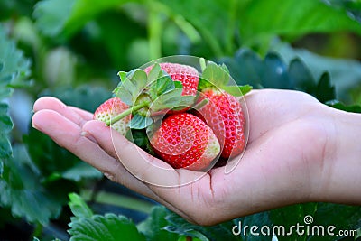 Strawberry on people hand Stock Photo