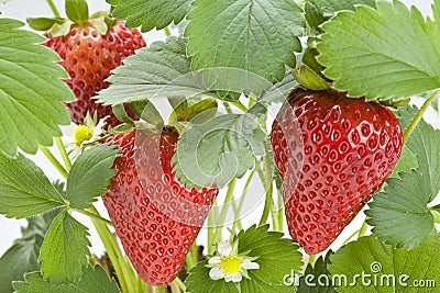 Strawberry Plant Stock Photo