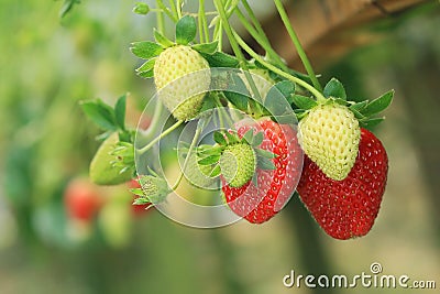 Strawberry plant Stock Photo