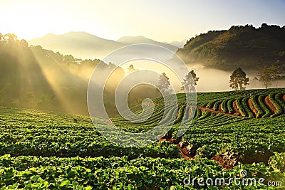 Strawberry plant at doi ang khang mountain Stock Photo