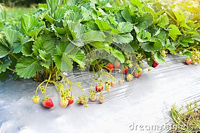 strawberry plant farm, fresh ripe strawberry field for harvest strawberries in the garden fruit strawberry in summer Stock Photo