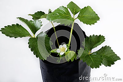 Strawberry plant with flowers on white Stock Photo