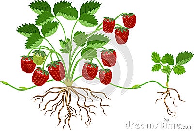 Strawberry plant with green leaves, ripe red berries and daughter plant Vector Illustration