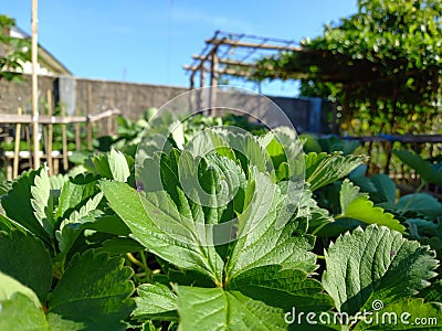 Strawberry plant in a home garden in the yard. Stock Photo