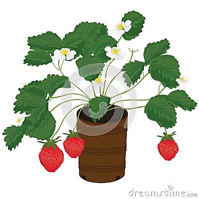 Strawberry plant Vector Illustration