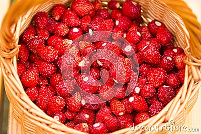 Strawberry plant. Juicy red ripe delicious berries of wild straw Stock Photo