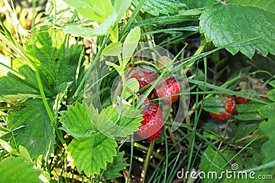 Strawberry plant with red berry in the garden. Stock Photo