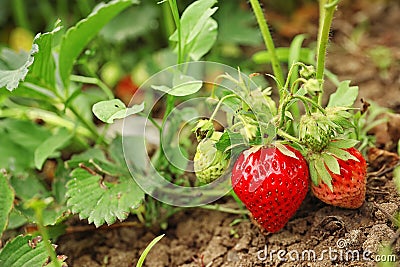 Strawberry plant with ripening berries in field Stock Photo